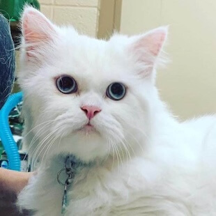 Cat Services in Muskogee