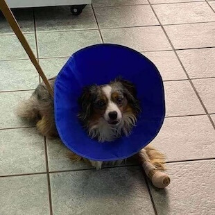 Pet Surgery in Muskogee