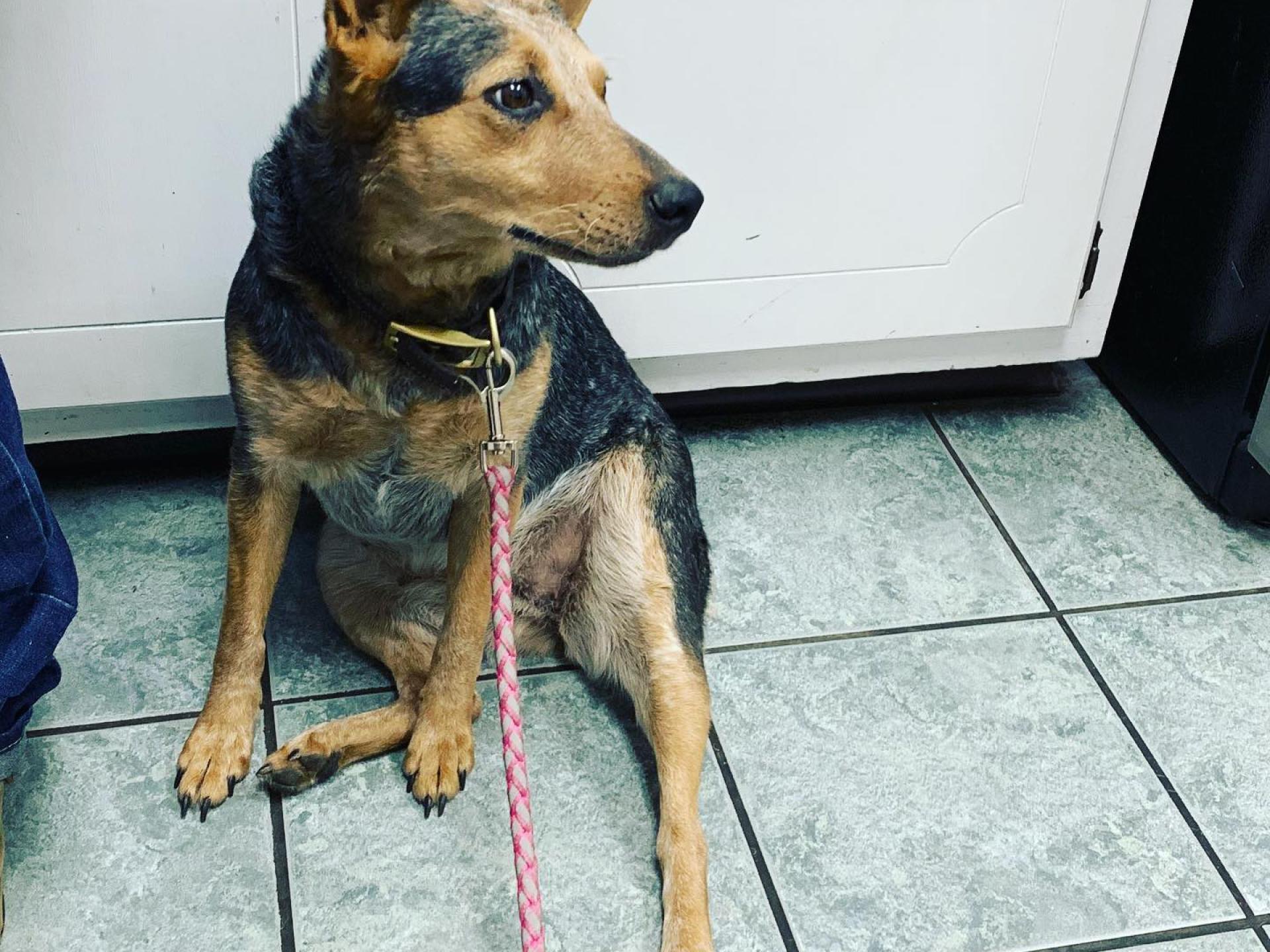 Dog