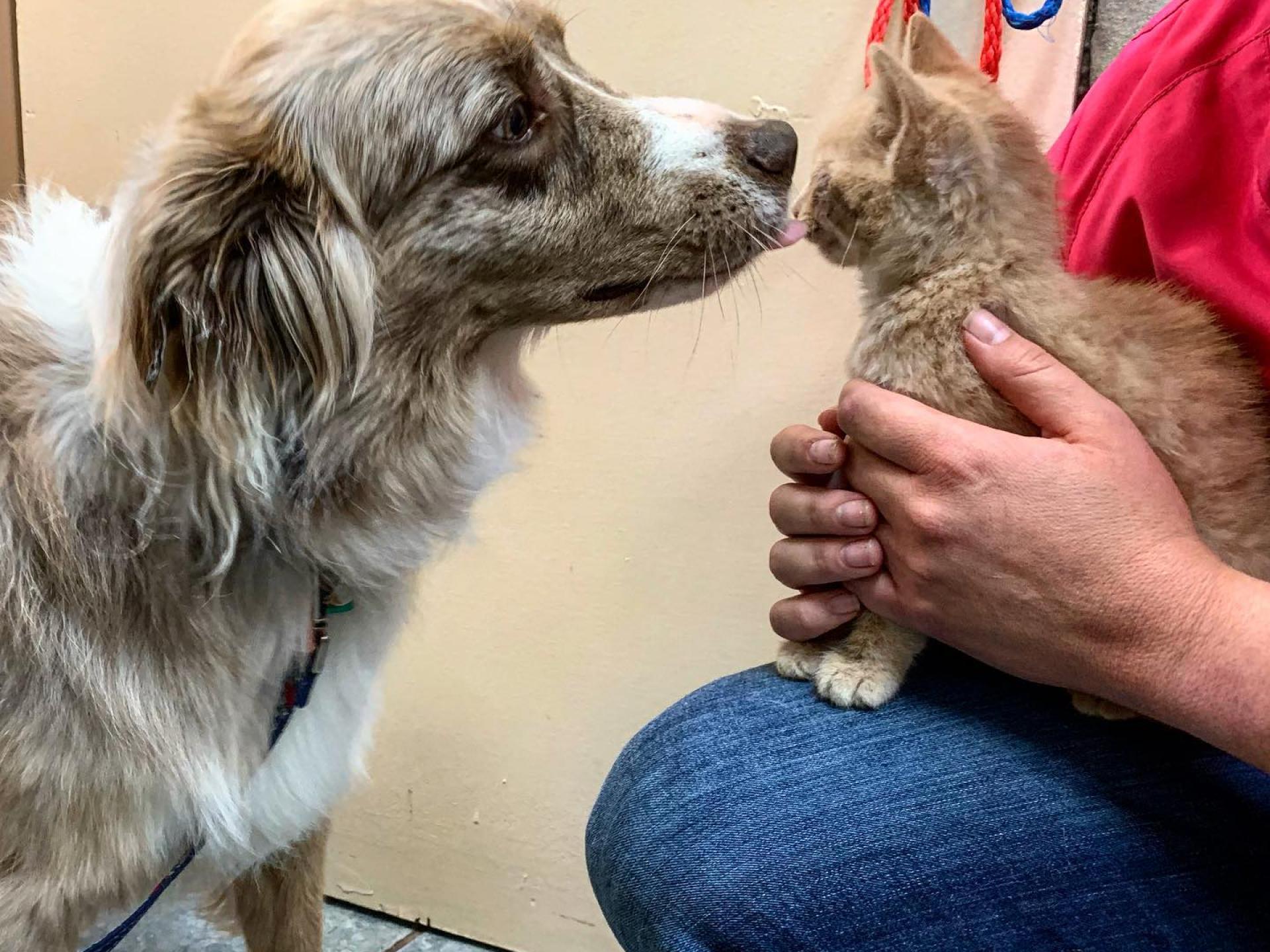 Dog and Cat