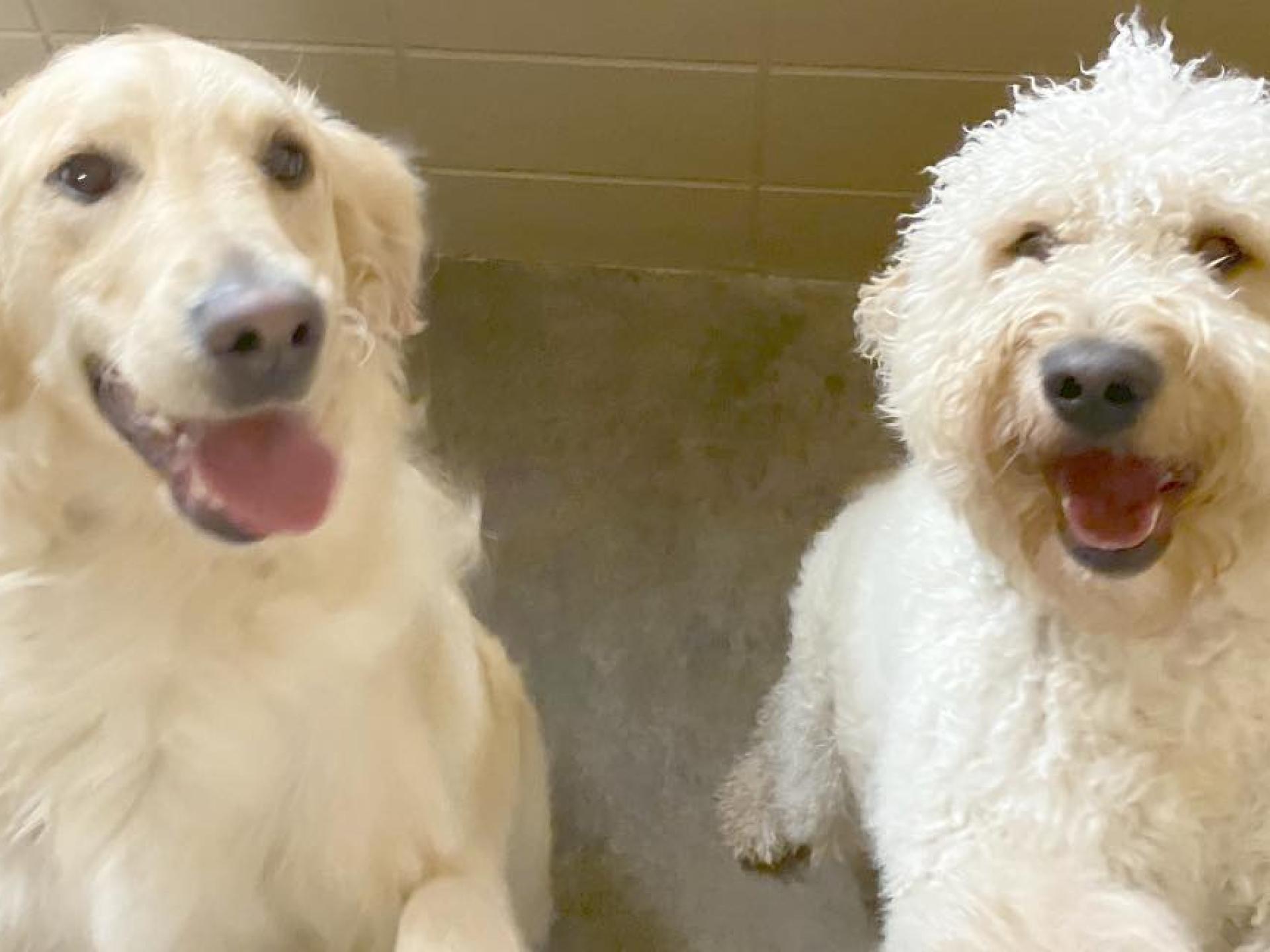 Dogs