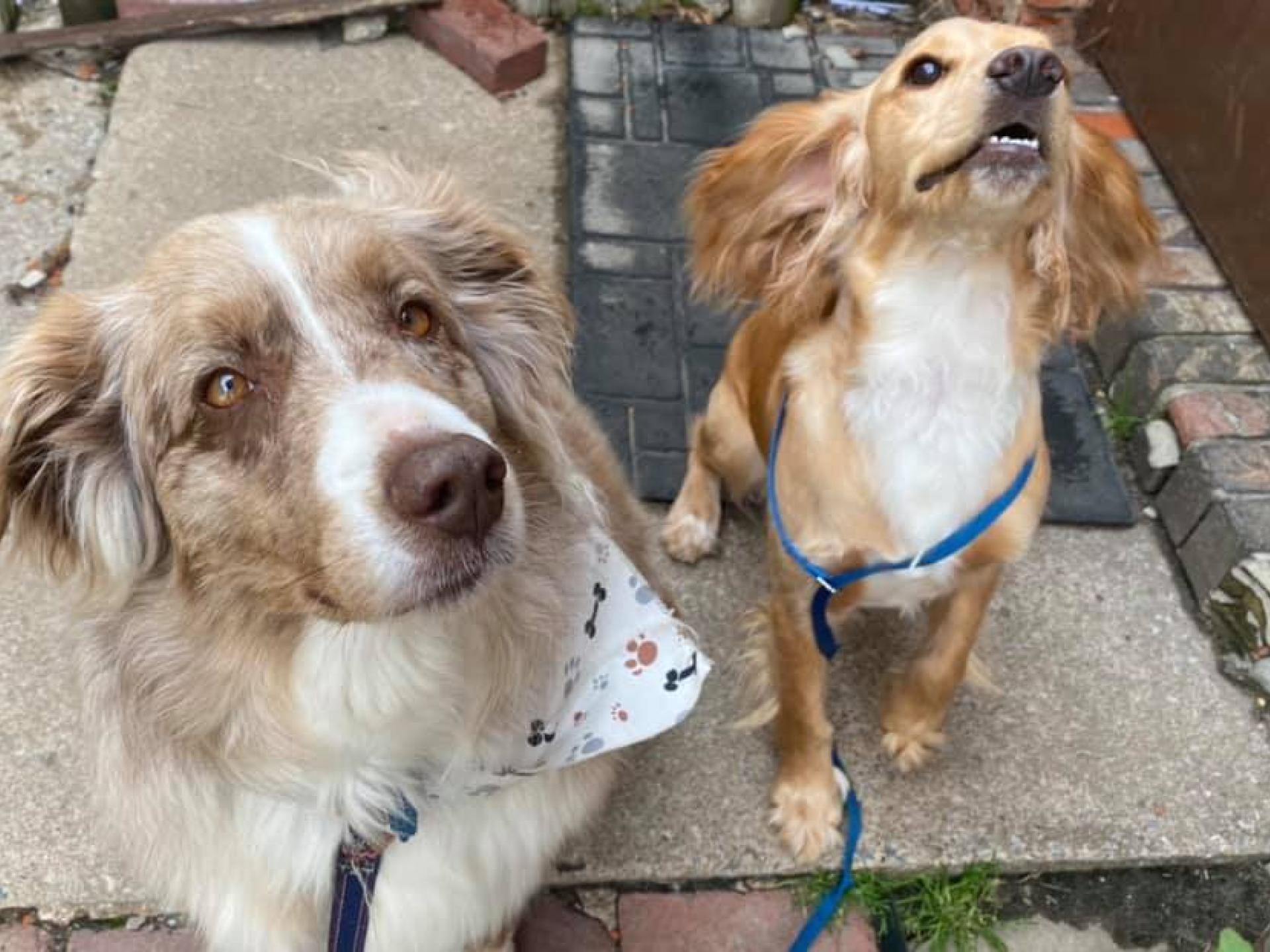 Dog