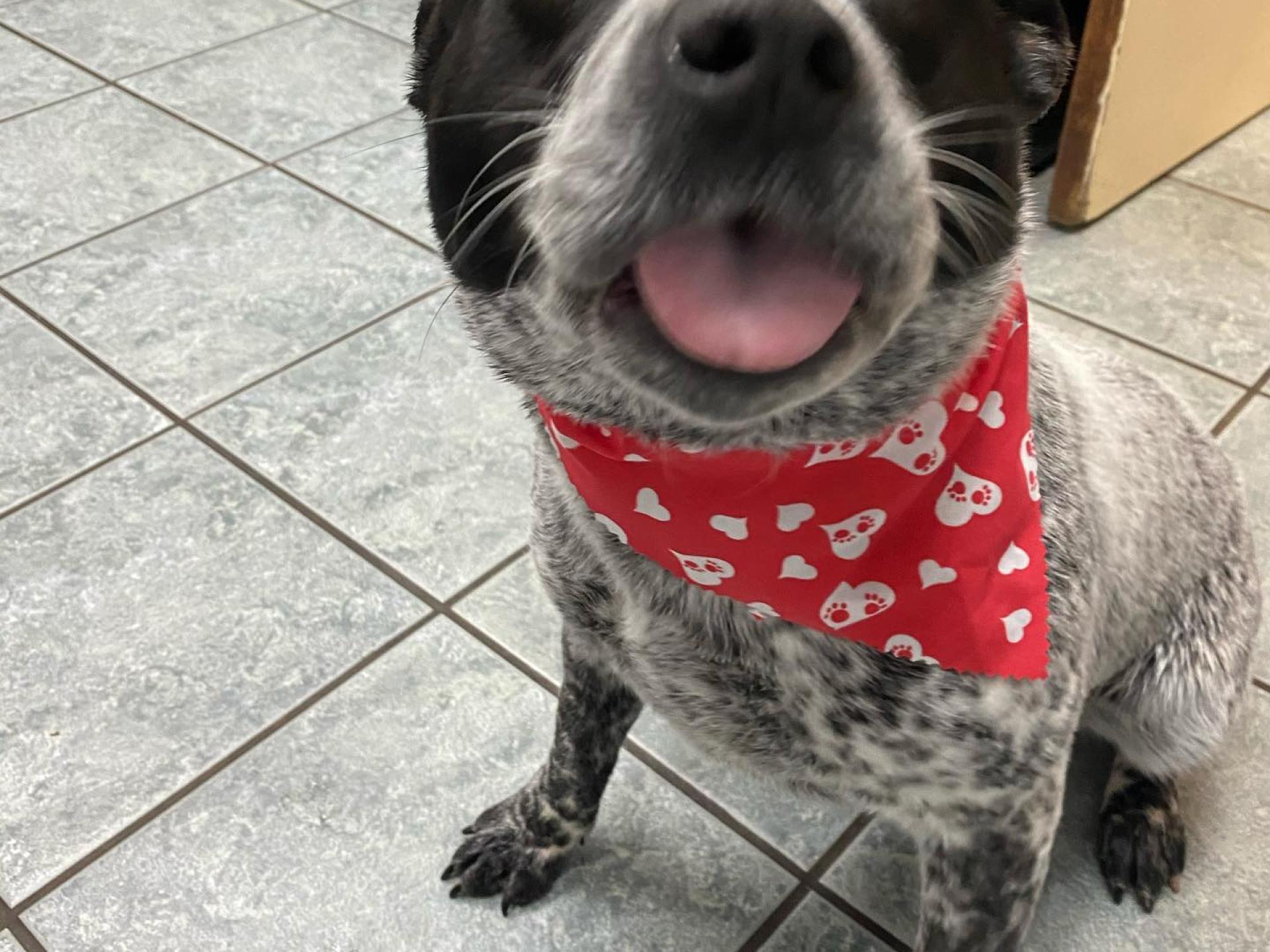 Dog