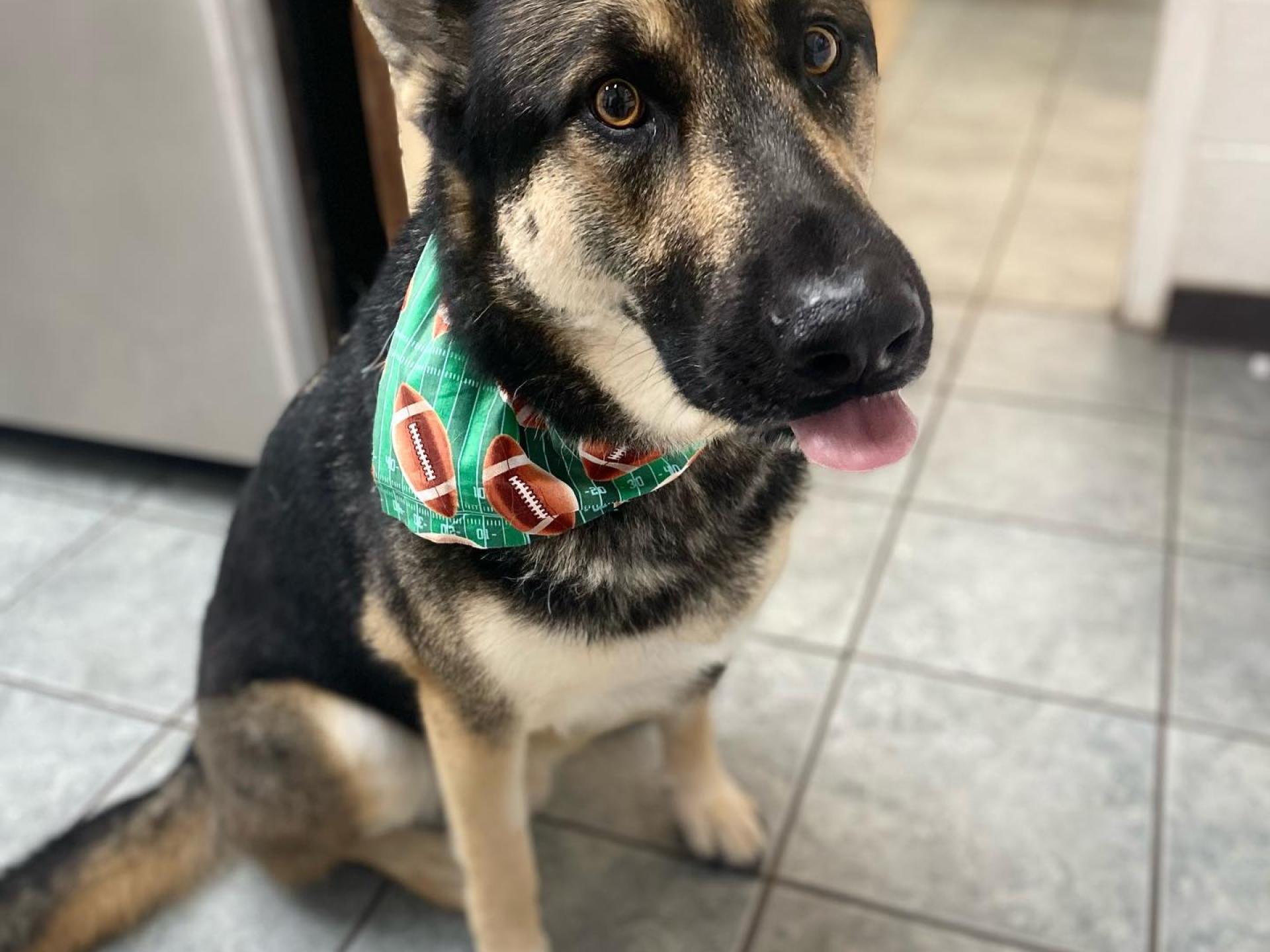 Dog