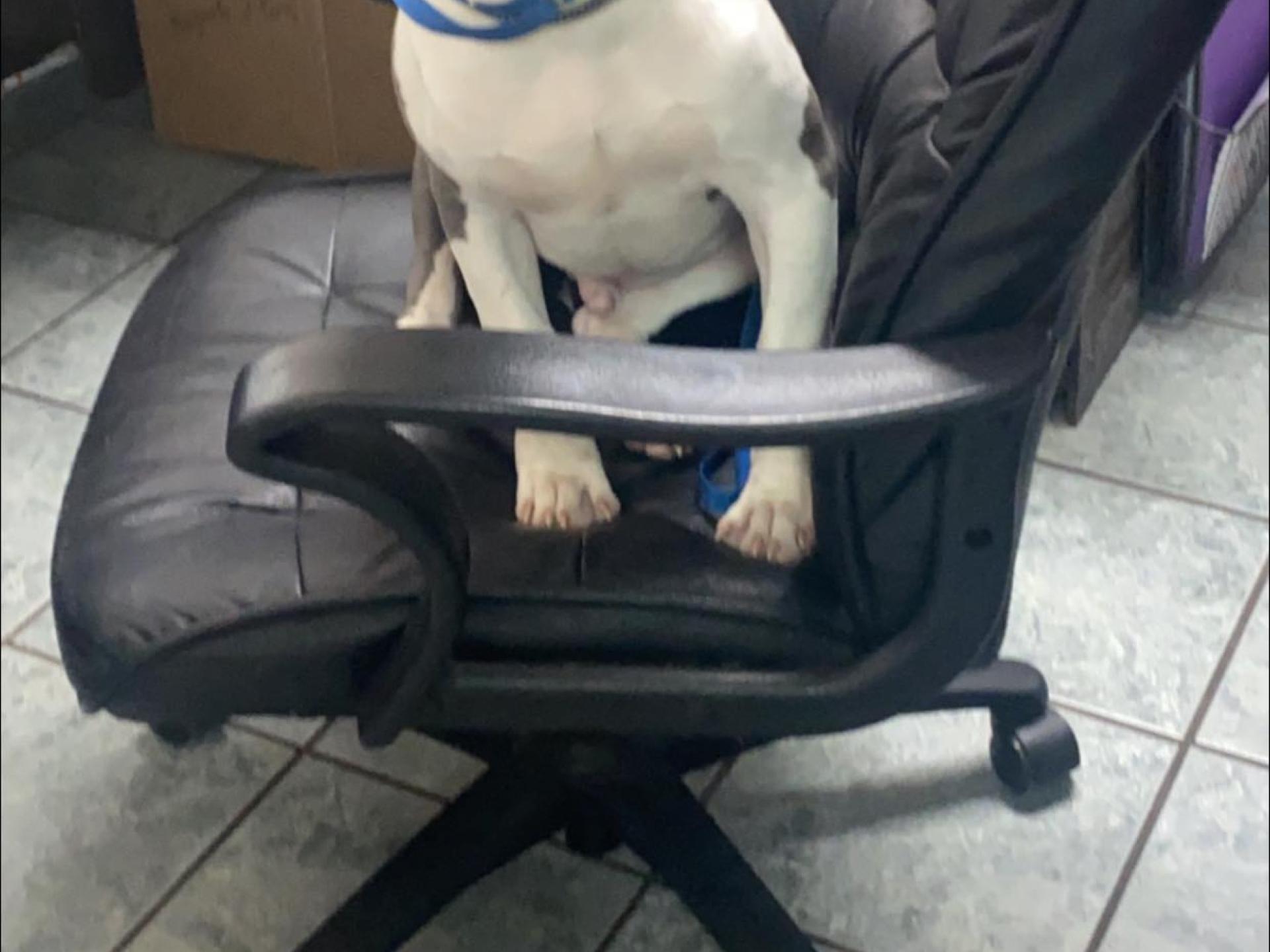 Dog