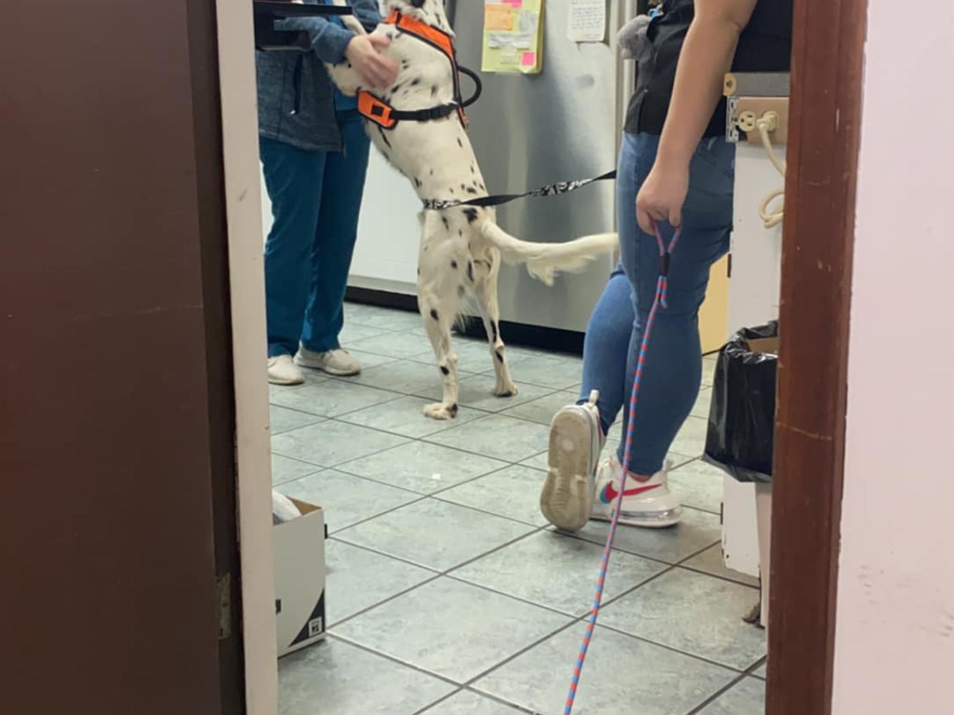 Dog