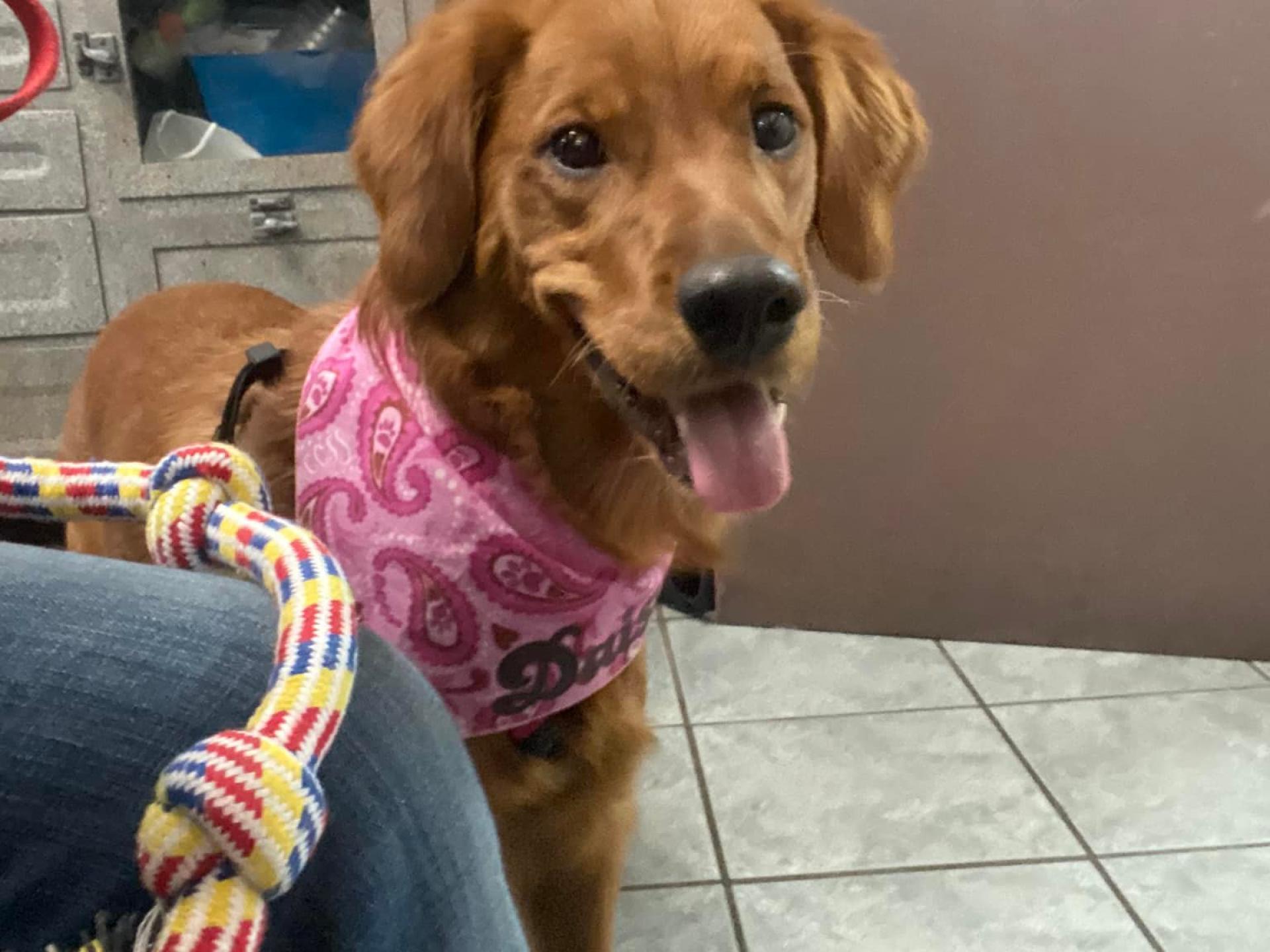 Dog 