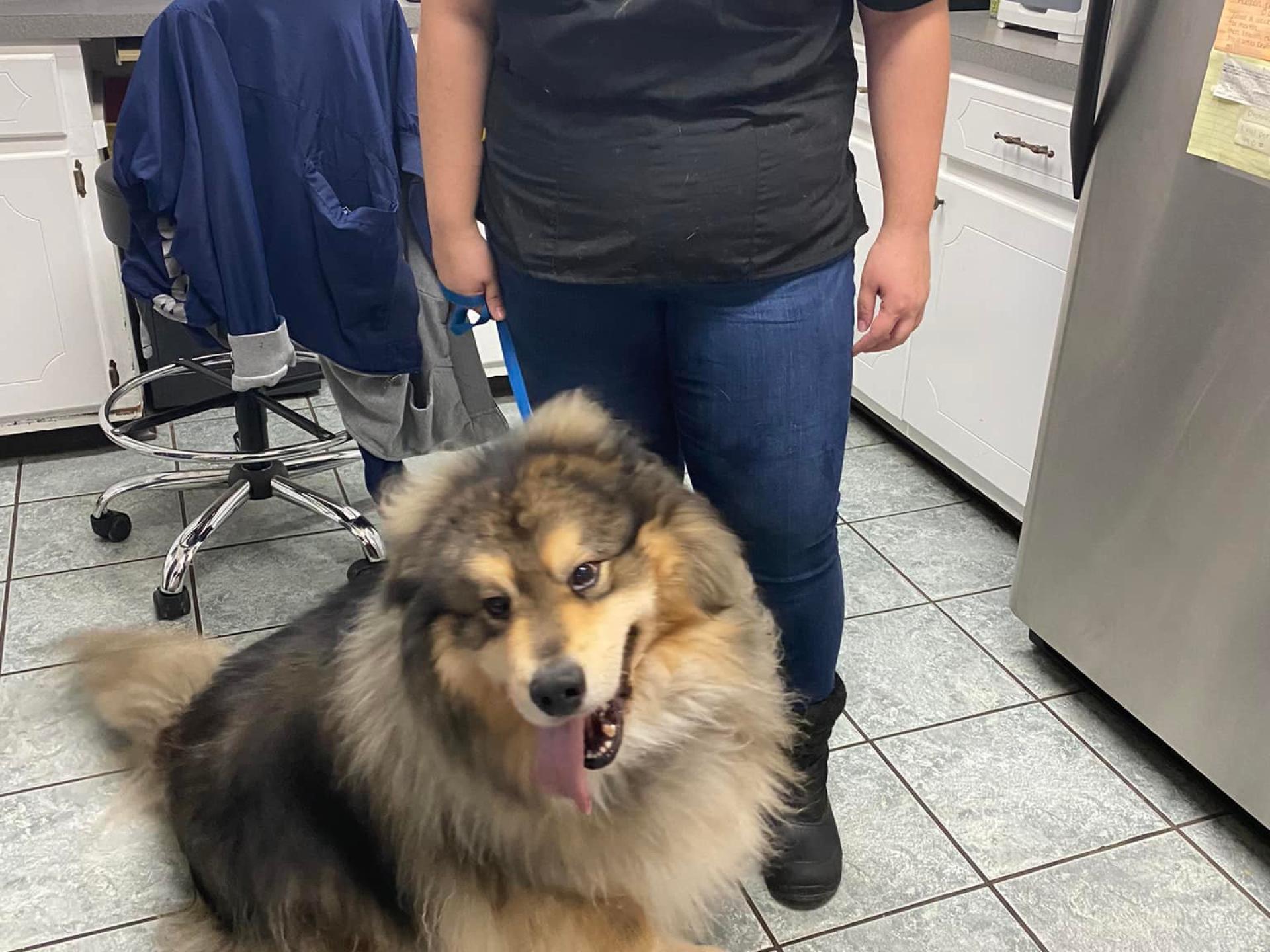 Dog