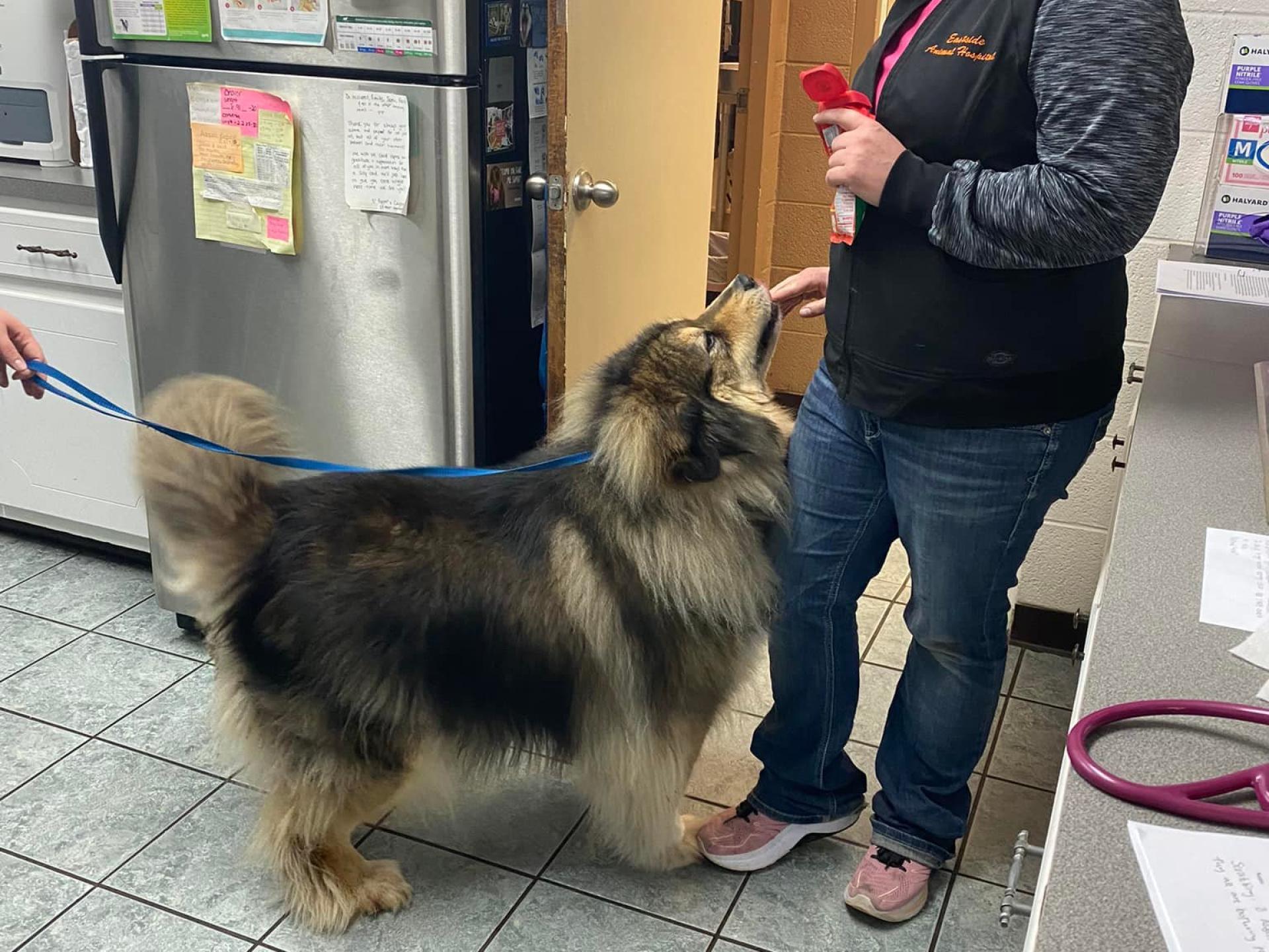 Dog