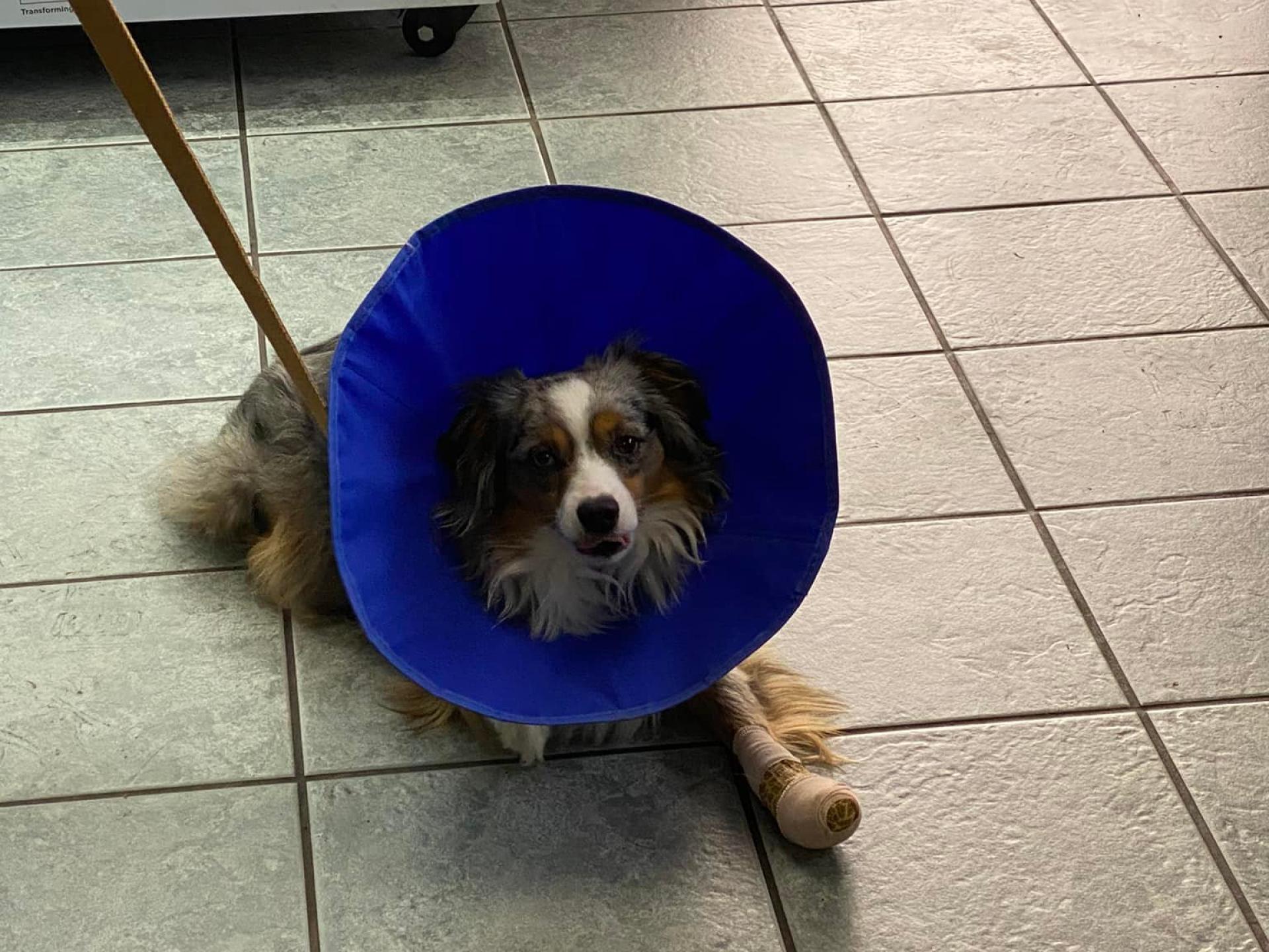 Dog
