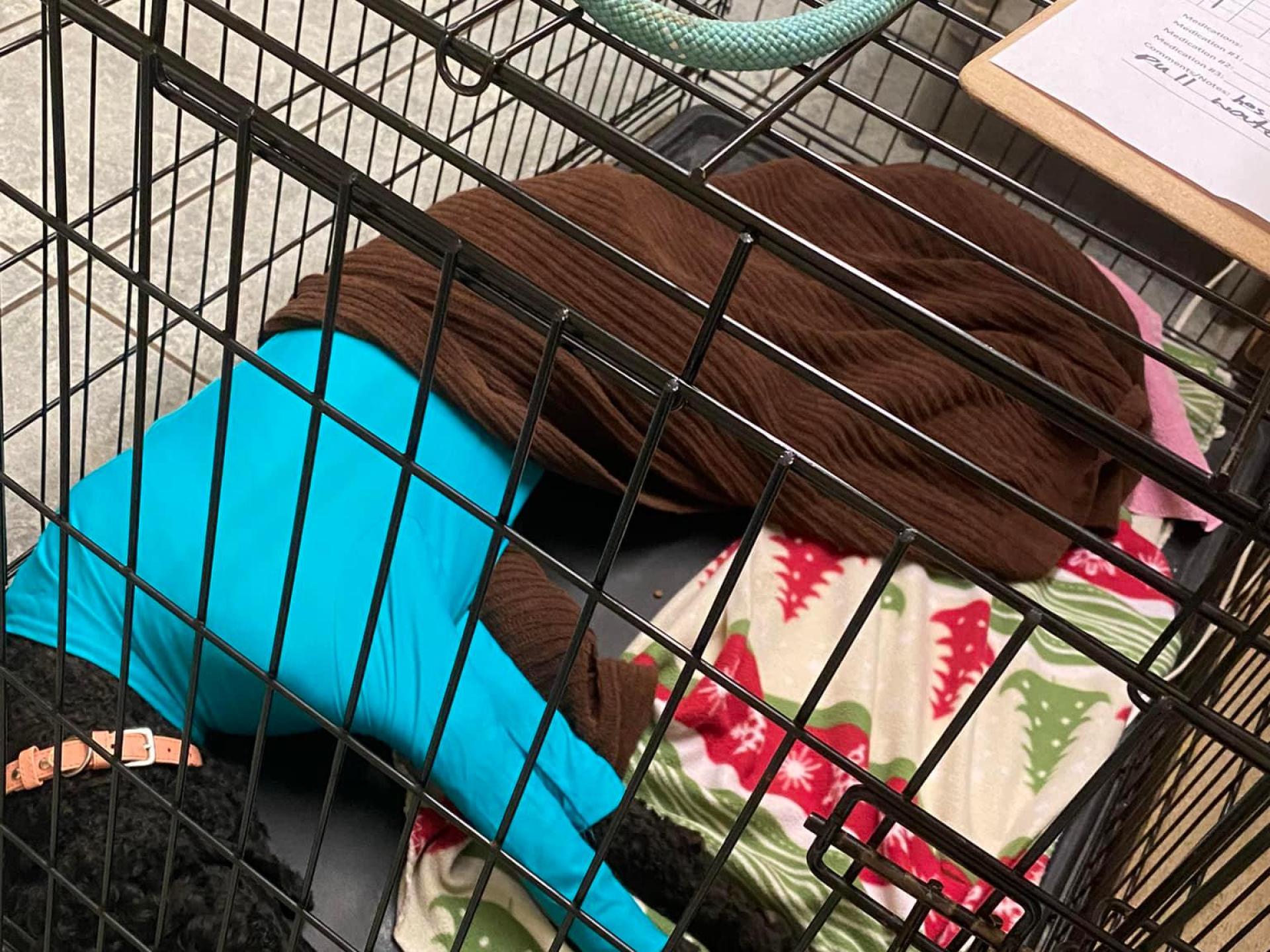 Dog
