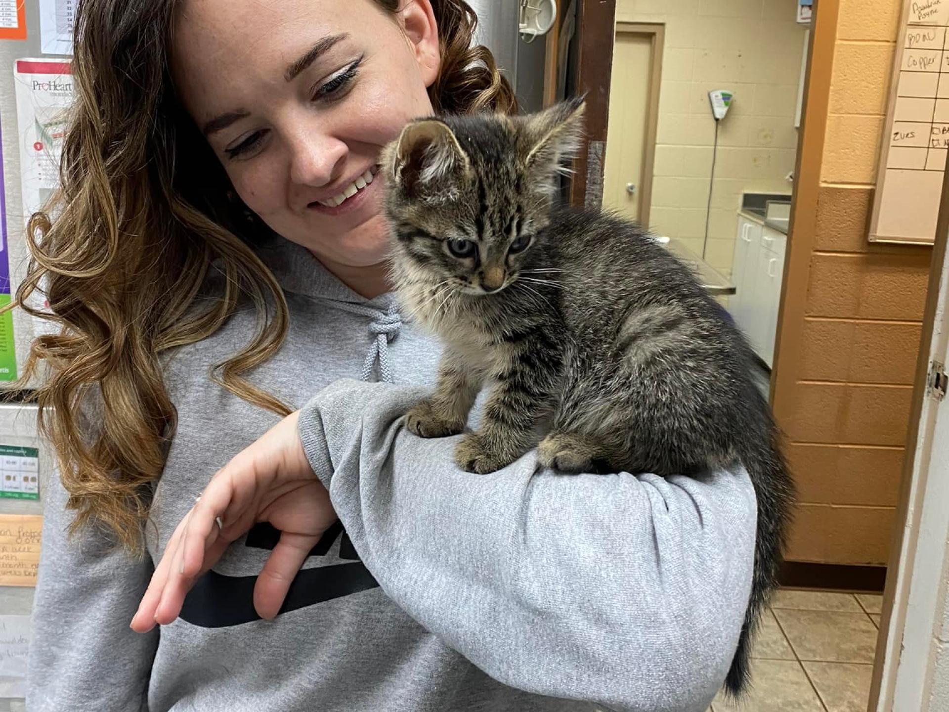 Kitten