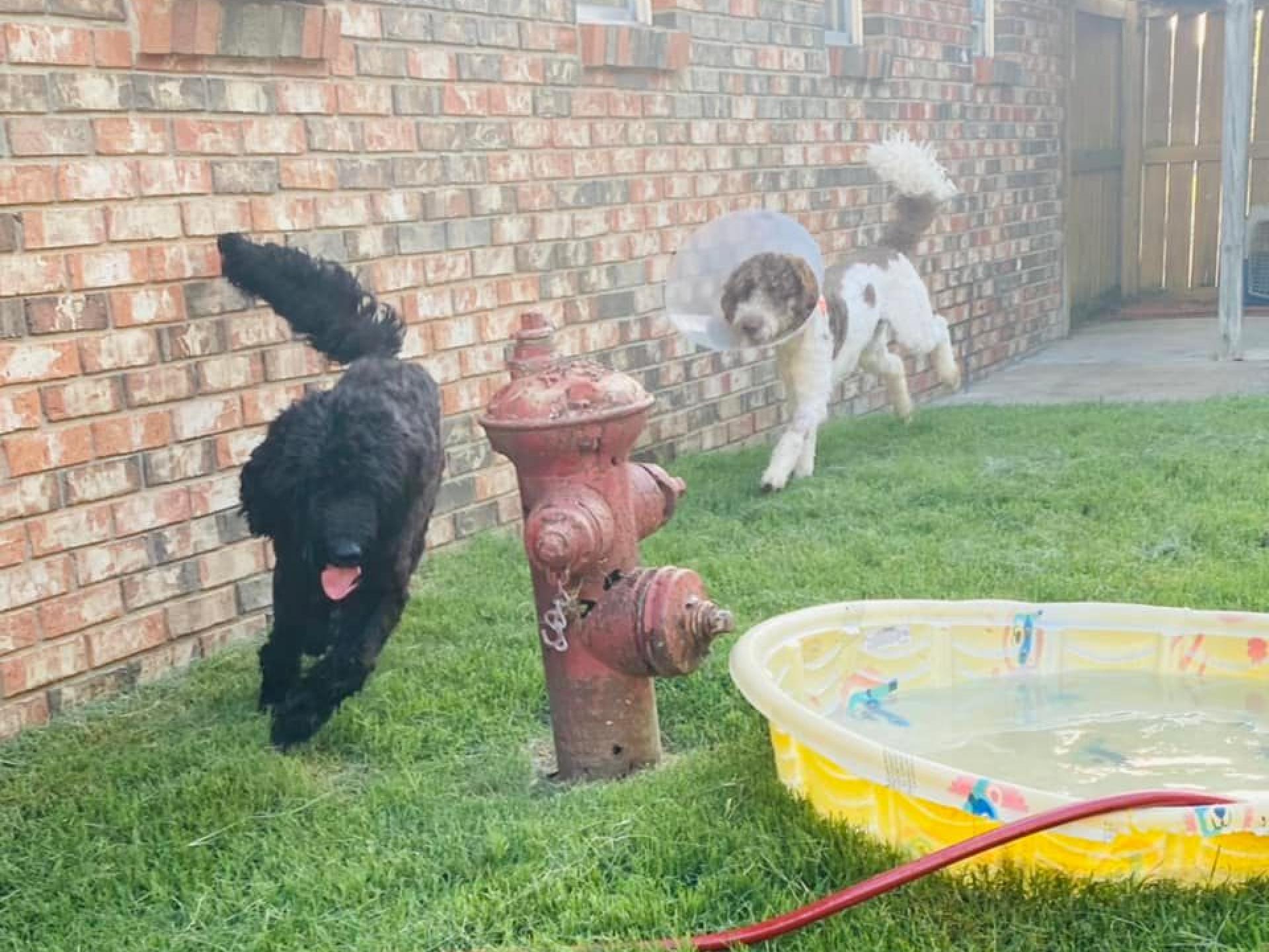 Dogs