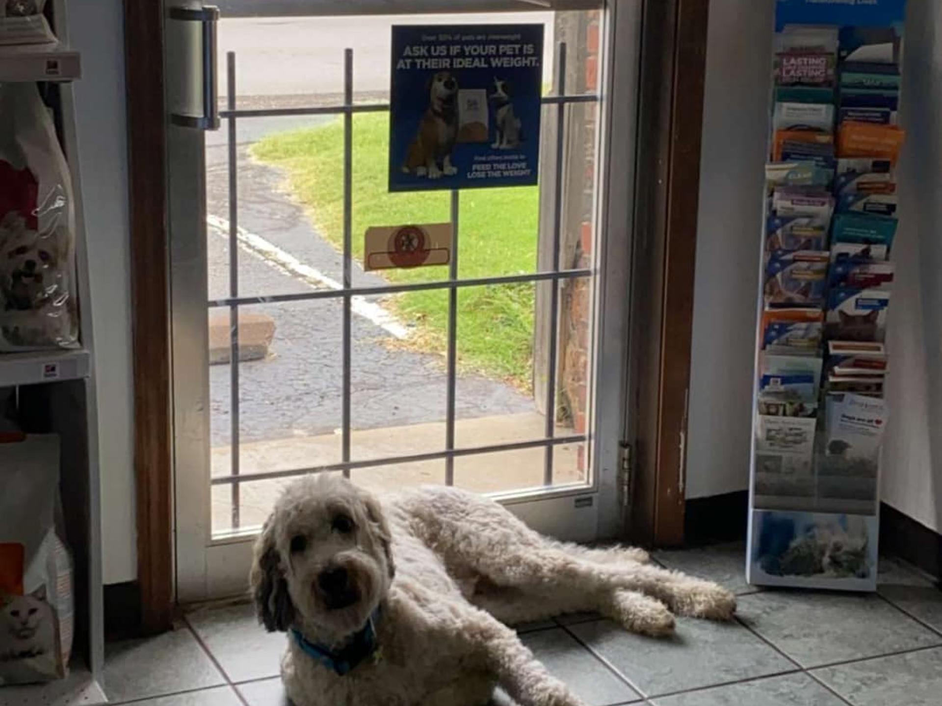 Dog