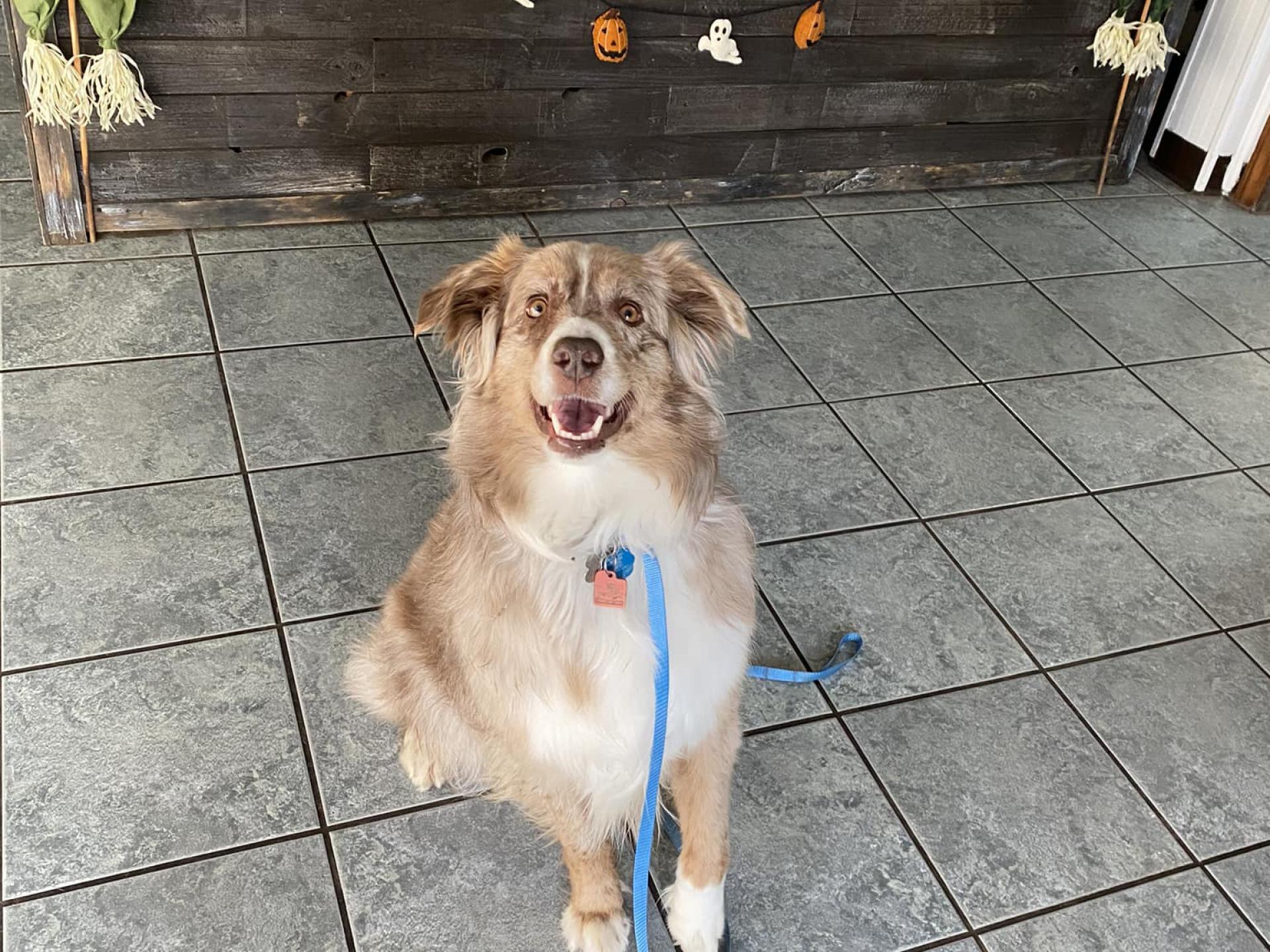 Dog