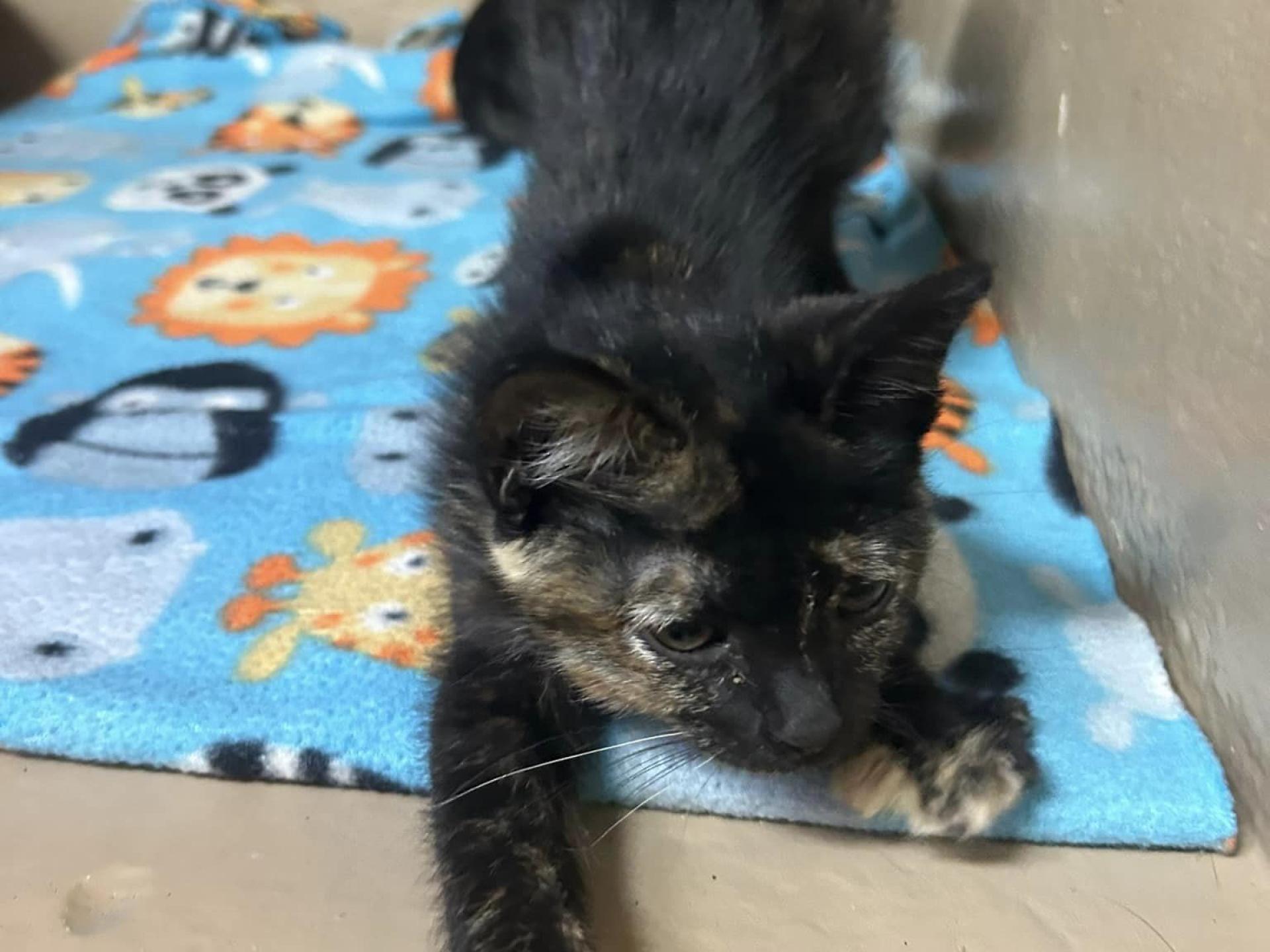 Kitten