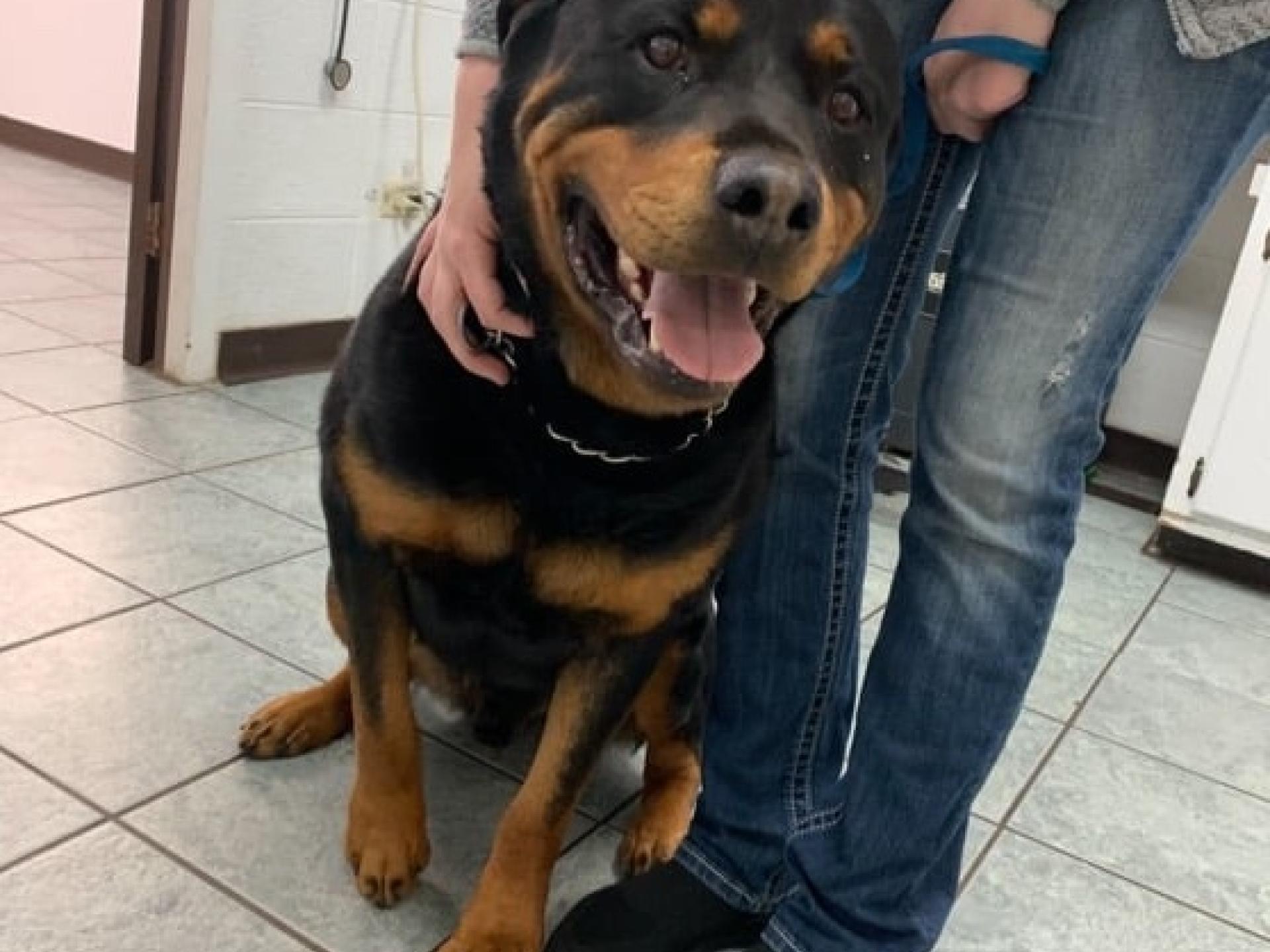 Dog