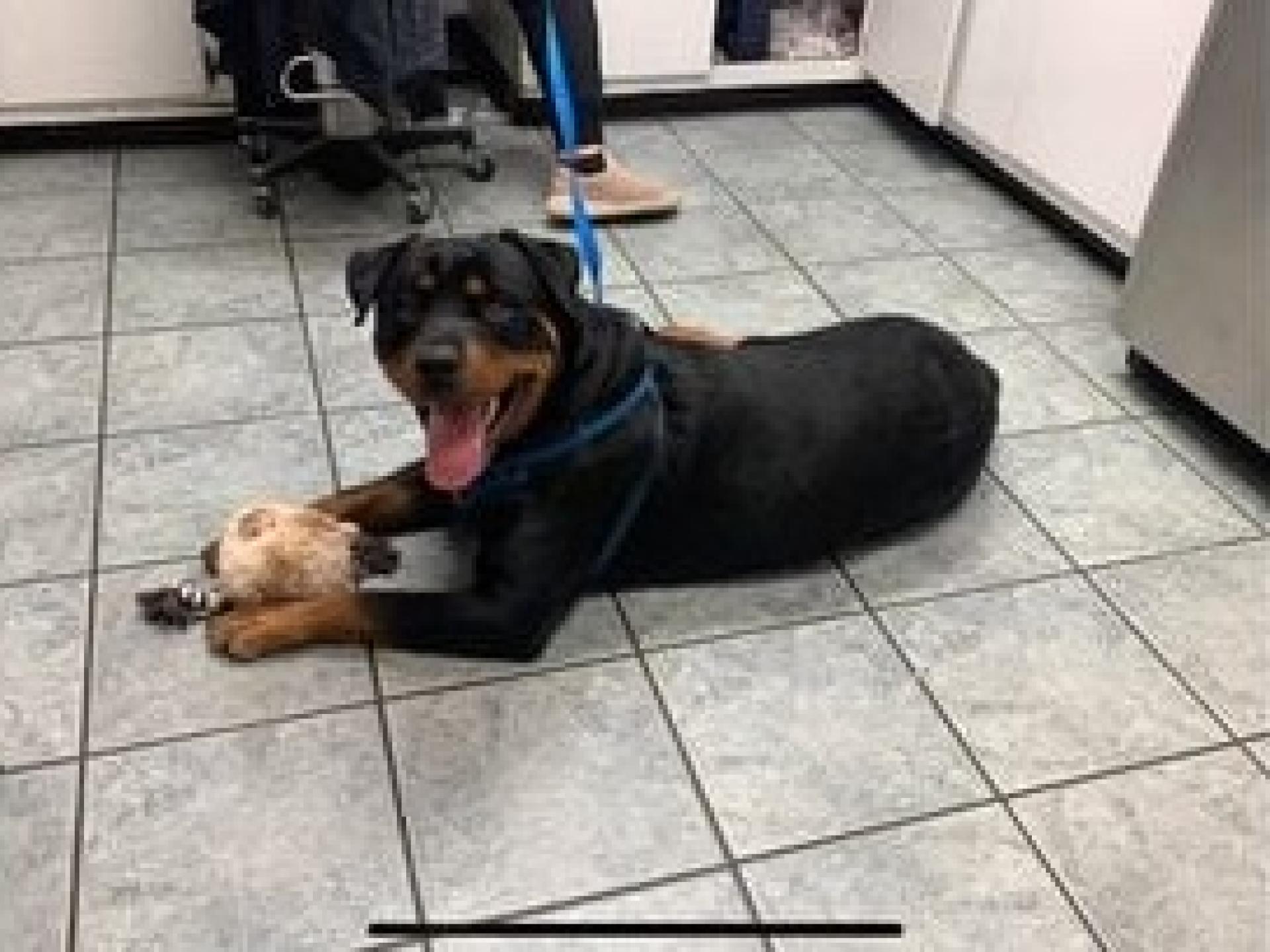 Dog