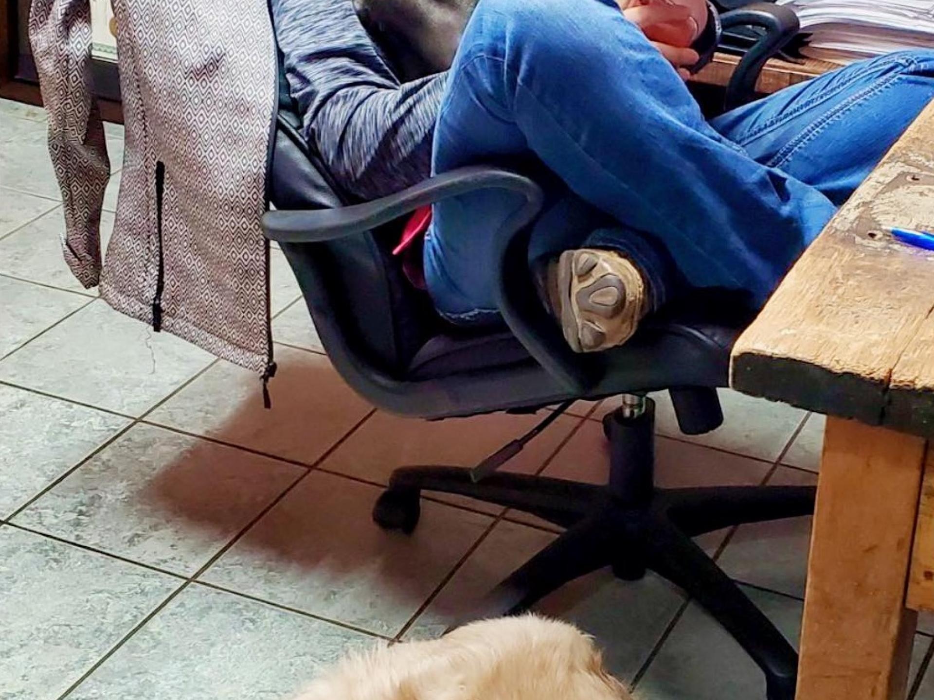 Dogs