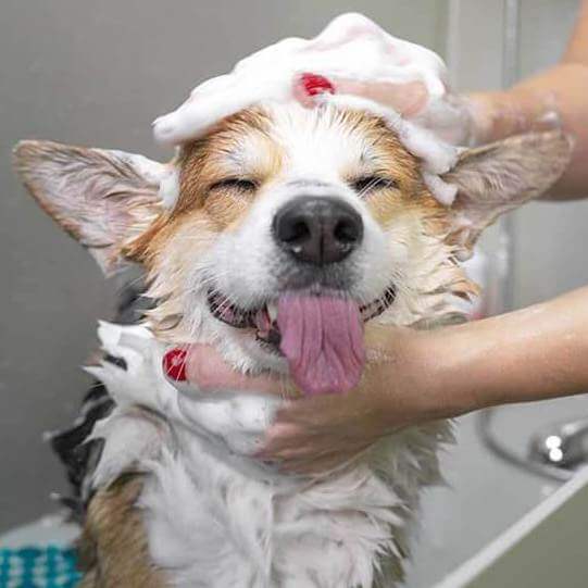 decor image on Eastside Animal Hospital
